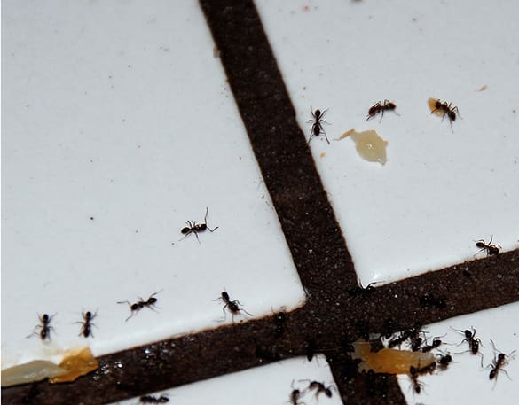 Mrówki faraona na podłodze