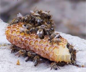 stockvault honey bees112057 300x251