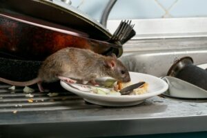 szczur w kuchni