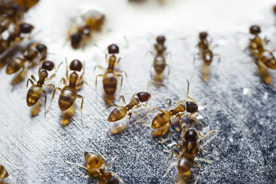 Niezawodne sposoby na mrówki w mieszkaniu